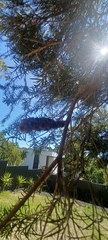 Melaleuca lanceolata