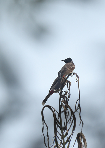 Bulbul cafre (Pycnonotus cafer)
