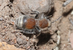 Sphaeropthalma