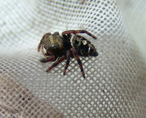 Bold Jumping Spider photographed in Arkansas