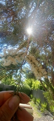 Melaleuca lanceolata
