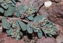 Euphorbia stictospora