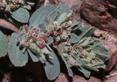 Euphorbia stictospora