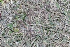 Chloris verticillata