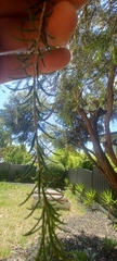 Melaleuca lanceolata