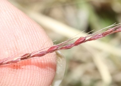 Chloris verticillata