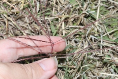 Chloris verticillata