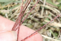 Chloris verticillata