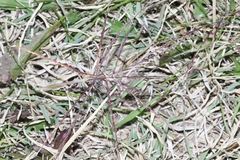 Chloris verticillata