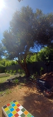 Melaleuca lanceolata