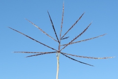 Chloris verticillata