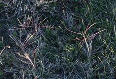 Chloris verticillata