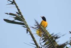 Oriolus xanthornus