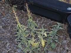 Ambrosiinae