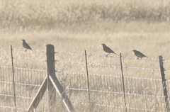 Sturnella magna lilianae