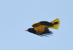 Oriolus xanthornus