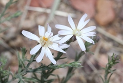 Chaetopappa ericoides