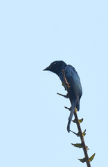 Dicrurus aeneus