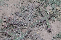 Cylindropuntia davisii