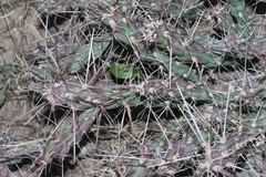 Cylindropuntia davisii