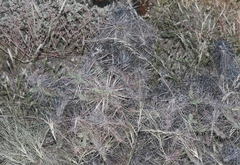 Cylindropuntia davisii