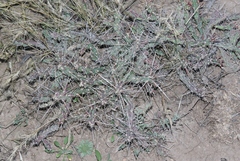 Cylindropuntia davisii