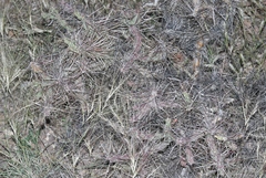 Cylindropuntia davisii