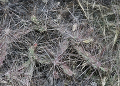 Cylindropuntia davisii