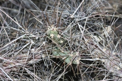 Cylindropuntia davisii
