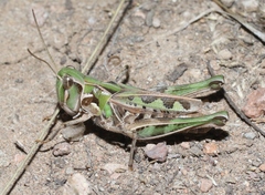 Phlibostroma quadrimaculatum