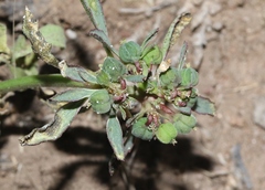 Euphorbia exstipulata