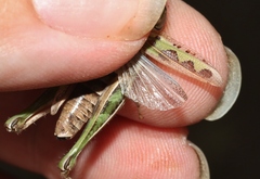 Phlibostroma quadrimaculatum