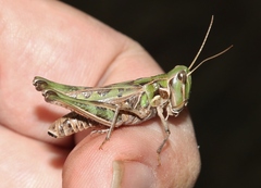 Phlibostroma quadrimaculatum