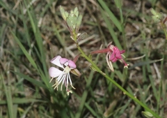 Oenothera suffulta