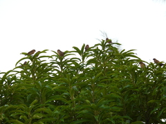 Sporophila morelleti