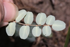 Pellaea intermedia
