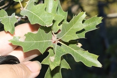 Quercus gravesii