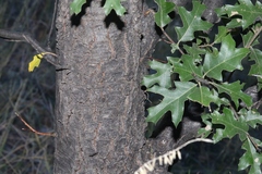 Quercus gravesii
