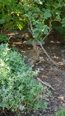 Leporidae