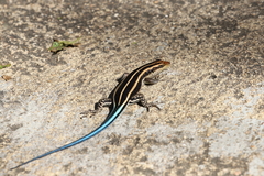 Trachylepis margaritifera