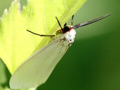Pygarctia roseicapitis
