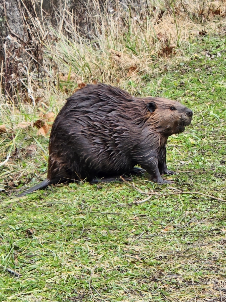 American Beaver from Sagamore Hills Township, OH, USA on November 30 ...