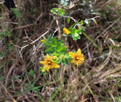Hypericum myrtifolium