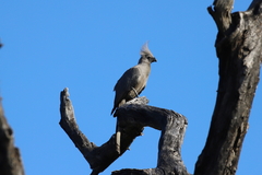 Corythaixoides concolor