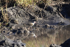 Charadrius tricollaris