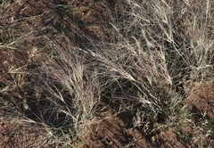 Scleropogon brevifolius