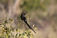 Lanius melanoleucus