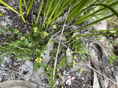 Actinotus omnifertilis