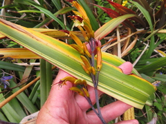 Phormium cookianum