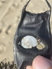 Crepidula plana